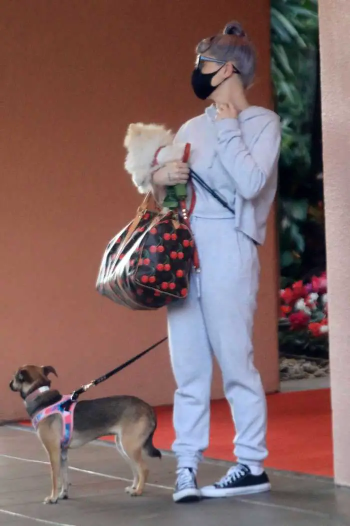 kelly osbourne in sweatsuit takes her dogs to the beverly hills hotel 3