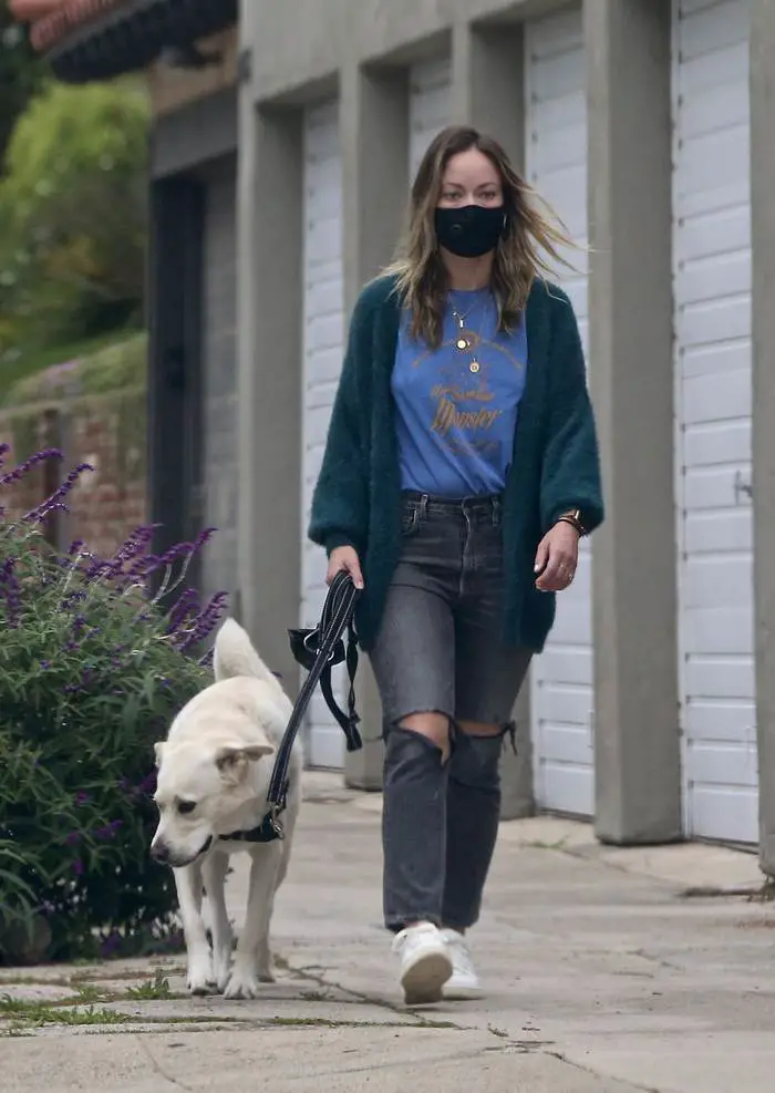 olivia wilde walks her dog around her neighborhood 2